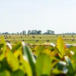Riserva Dell'olmo Anguillara Sabazia